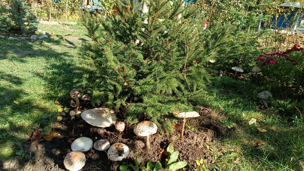 Vand Braduti naturali