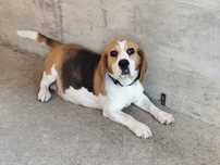 Donez femele beagle și femela de labrador