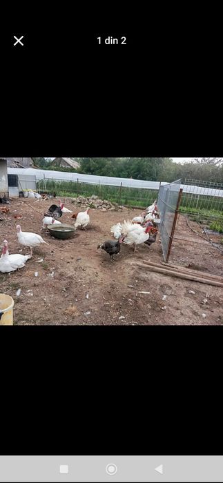 Vând curci crescute in gospodărie