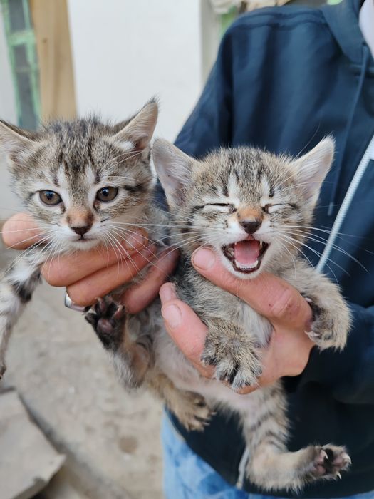 Котята отдам даром в добрые руки