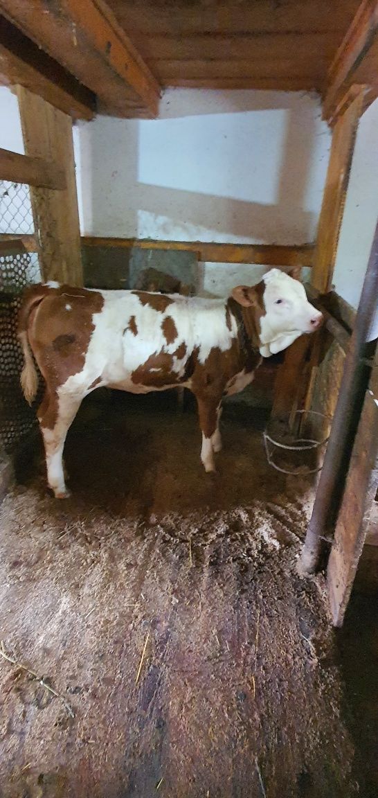 Vițică de vânzare bălțată