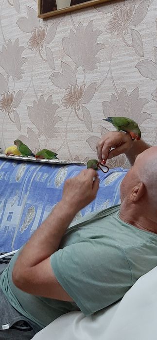 Попугаи неразлучники