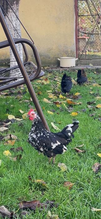 Петлета красиви и пеещи за вашия двор