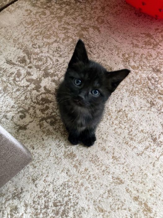 Отдам котят в добрые руки.