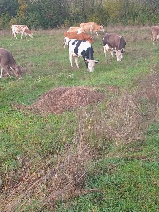 Vand lot de vaci  13 bucati