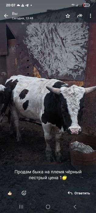Продам быка на племя