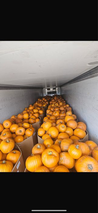 Dovleac halloween