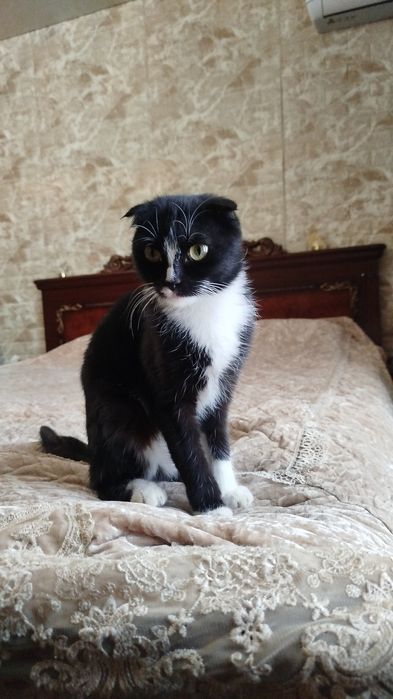 Весеолуха Скотиш фолд срочно продаю