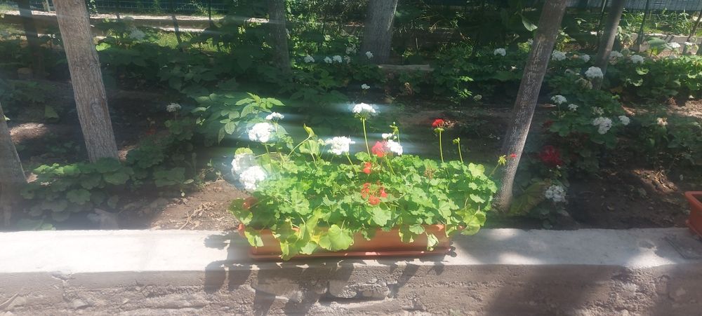 Герань кросата природы