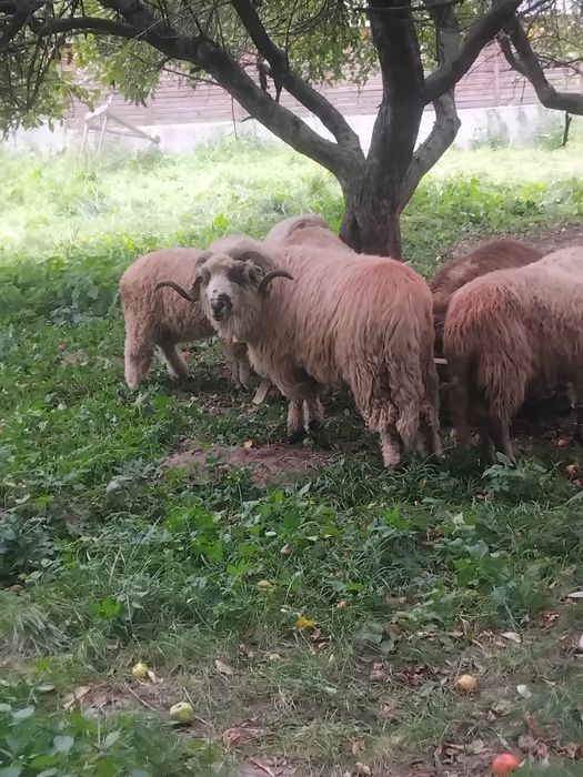 Vand  2 berbeci sau schimb cu oi