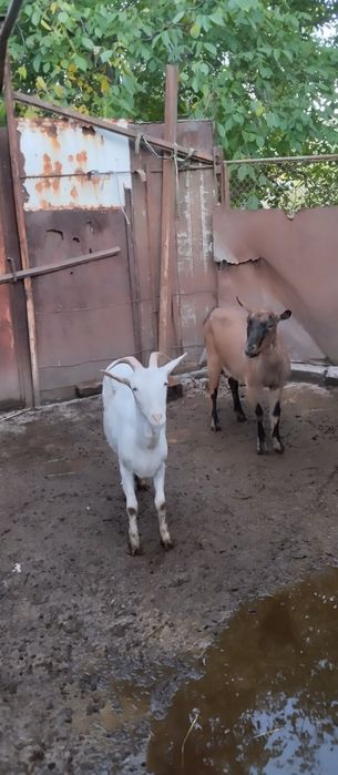 Продавам две млечни млади кози