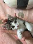 Котёнок в добрые ответственные руки