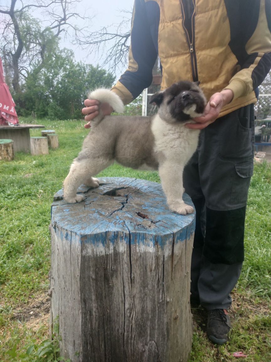 Pui akita american