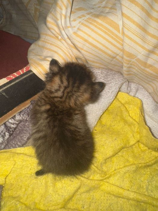 Отдам котят мальчики, девочки в добрые руки