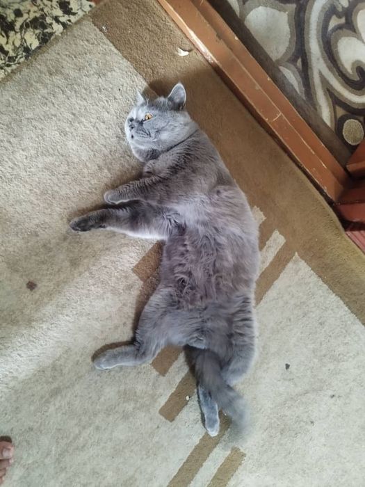 Вязка страйт британец