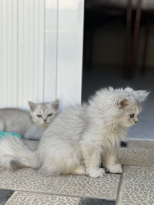 Британские шиншиллы, чистокровные, королевской породы