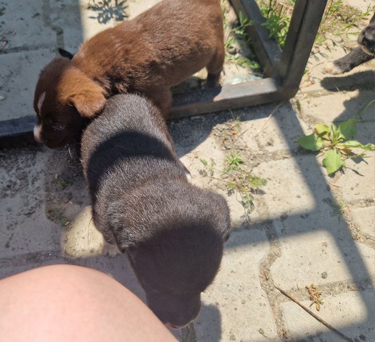Vând căței Labrador metis