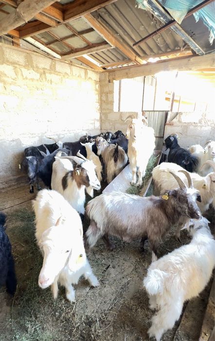 Ешкілер бар арзан бағасы келісімді