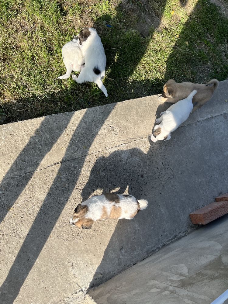 Cățeluși pentru adopție
