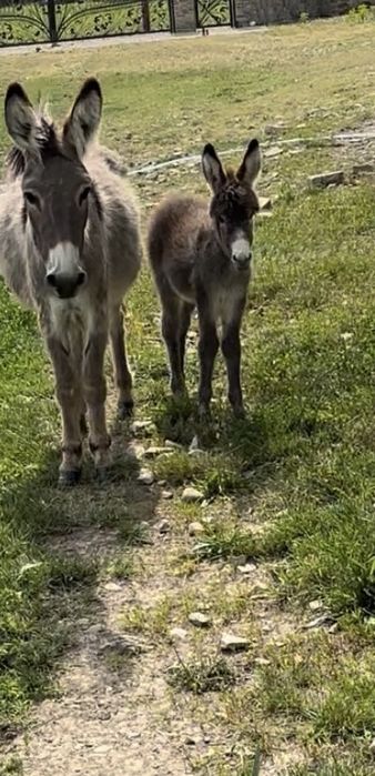 Vand 5 magarite cu lapte si magarus