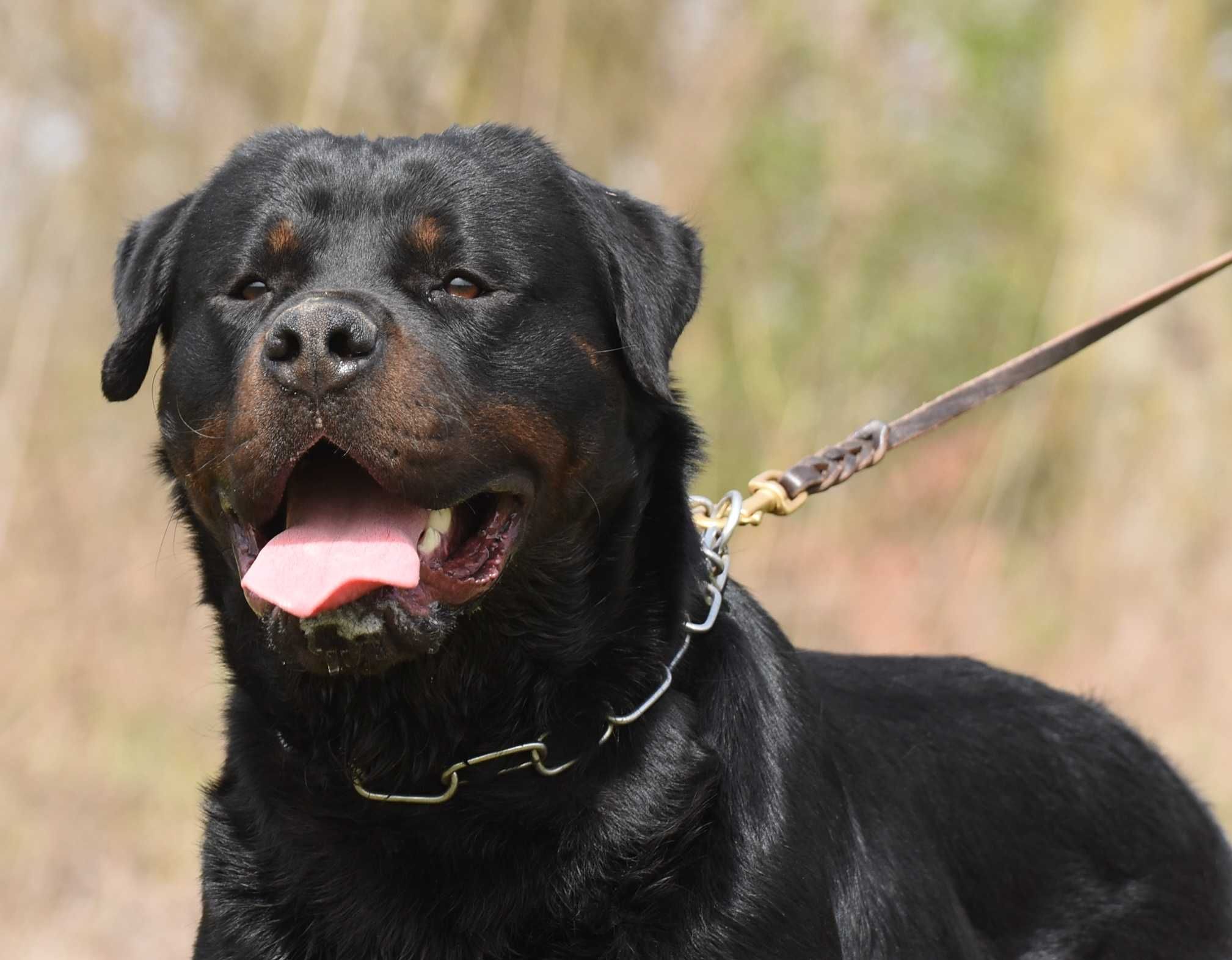 Vand mascul Rottweiler 18 luni