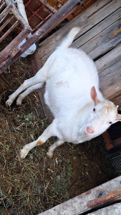 Vânt rap rasa sannen. 20 lei kg