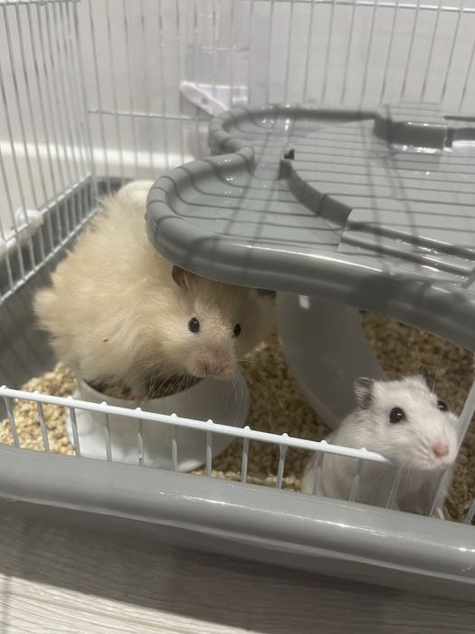 Продаётся клетка с хомяками