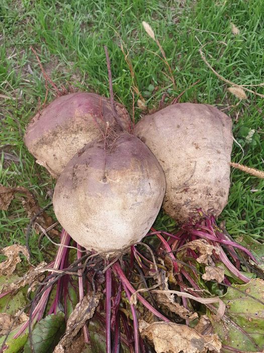 Sfecla rosie Detroit si Pablo