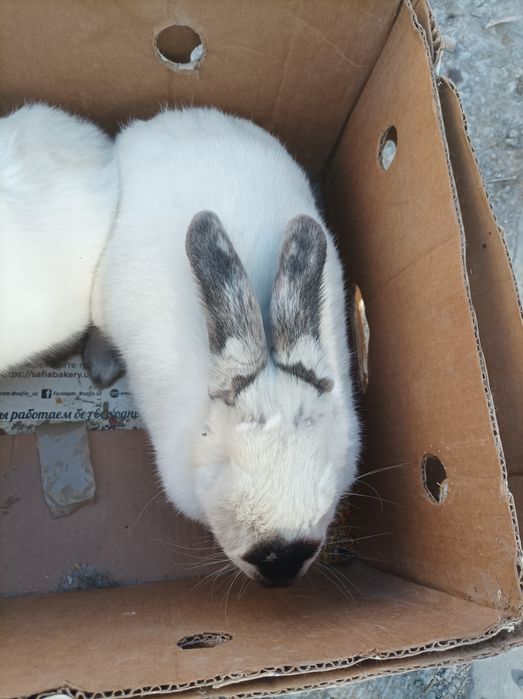 Kaliflar sotiladi 1 para