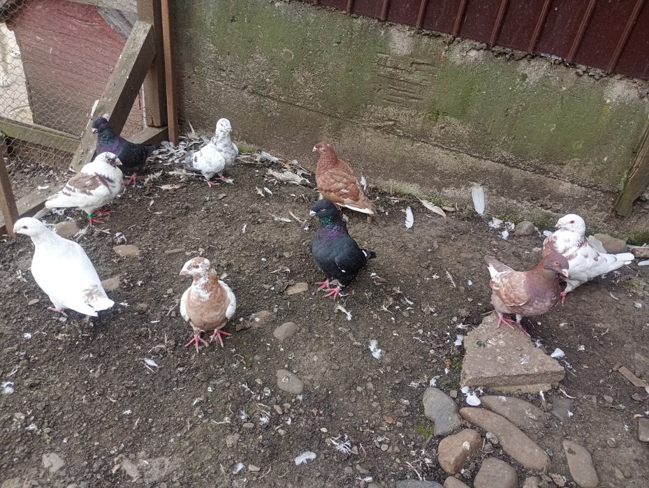 Vând porumbei voiajori, americani,albi