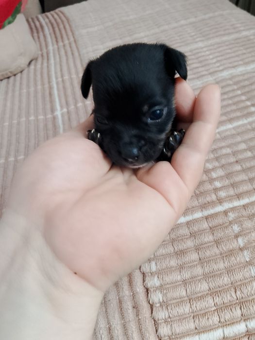 Продам щенков той терьера