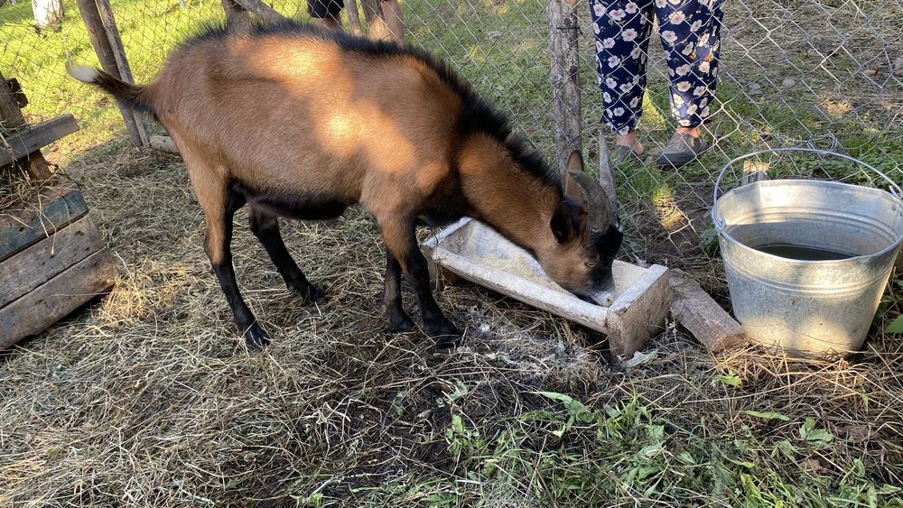 Ied si iada alpini de 9 luni.