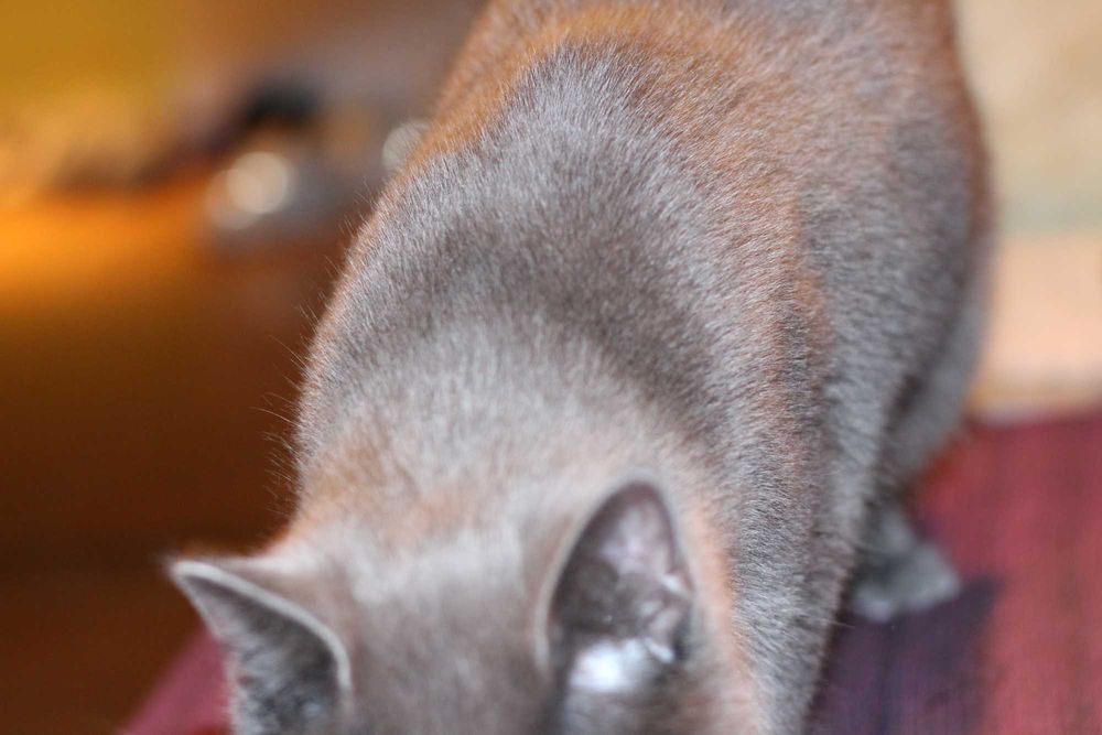 Късокосместа Британка