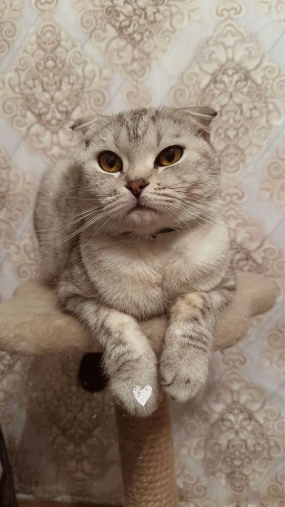 Продам породистую Шотландскую вислоухую кошку 30 000 тнг