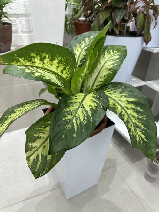 Растения-как естественный фильтр воздуха