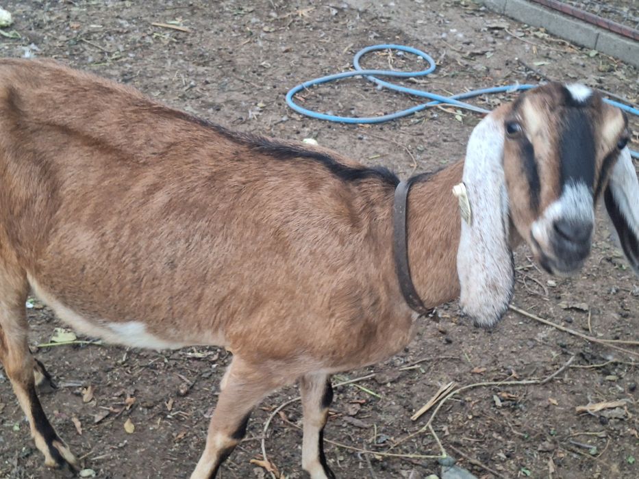 Vind capra nubien gestant