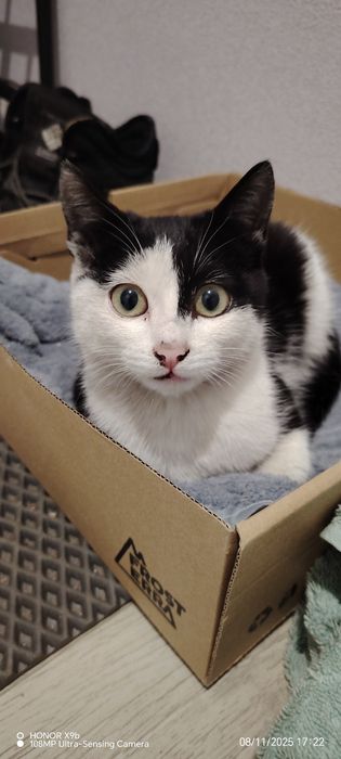 Отдам в добрые руки кошку