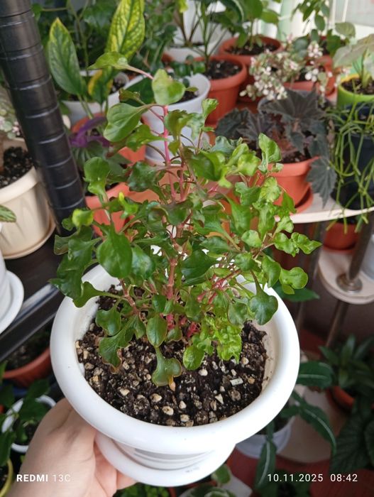 Продам комнатные растения