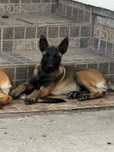 Femela Ciobanesc Belgian Malinois