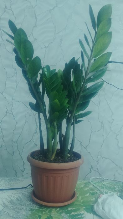 Рост 70см два клубня