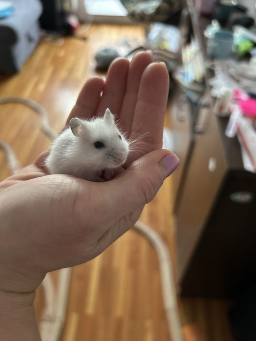 Hamster siberian donez