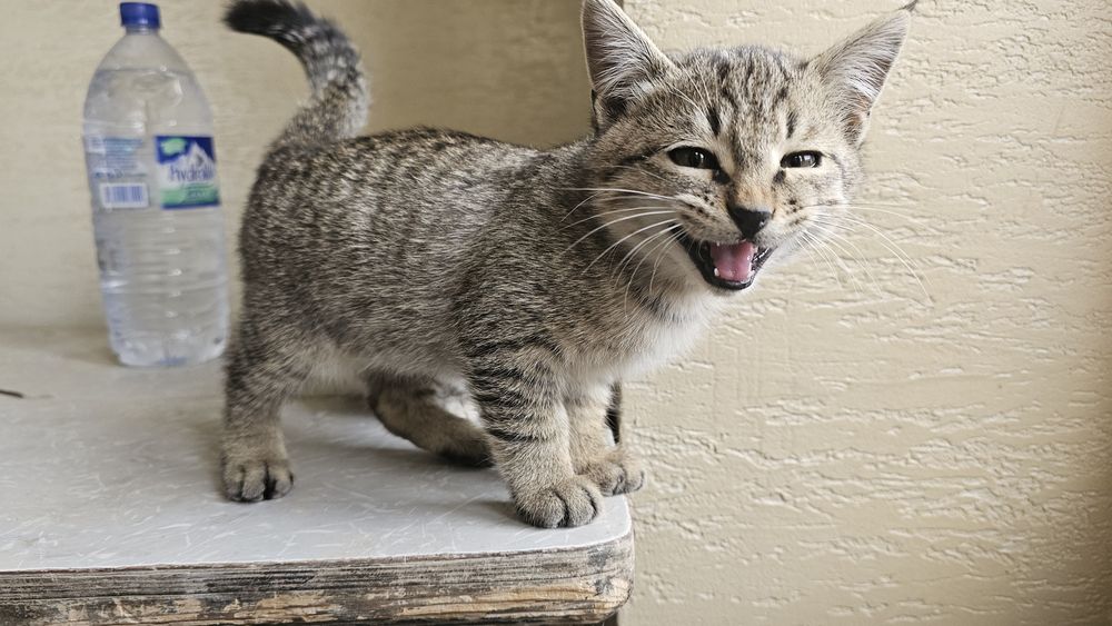 Мушукчалар сотилади