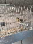 Canari de vanzare