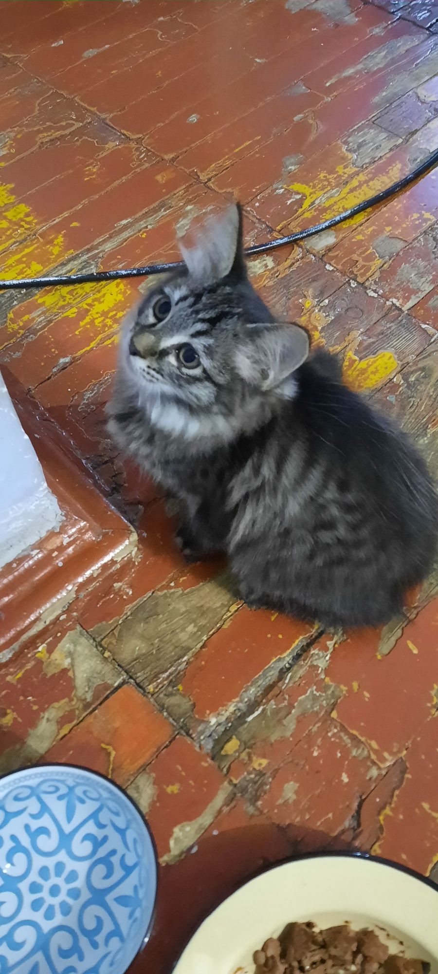 Отдаст котят в хорошие руки ,котята хорошие, игривые, девочки.