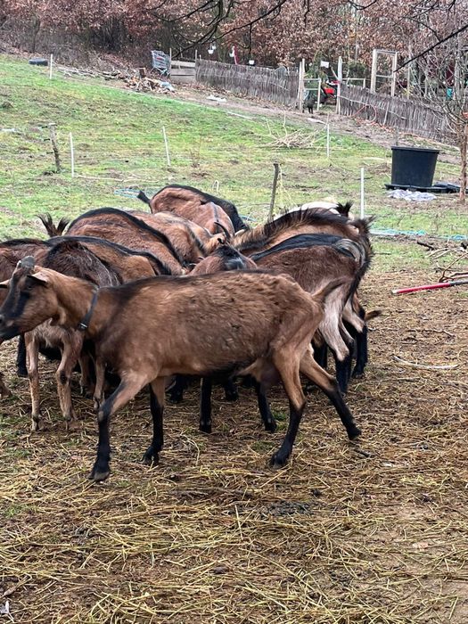 Capre alpine gestante