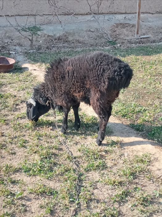 Sotiladi kuchqor zotli o'sishi juda tez