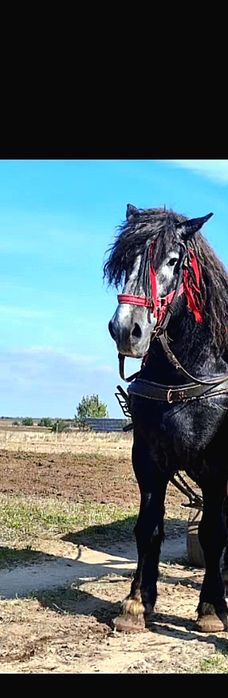 Se vinde armasar greu cu pedigree