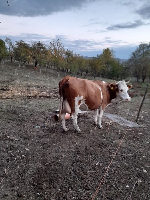 Vand vaca baltata romaneasca