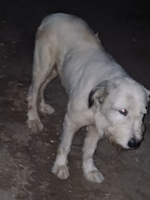Cauta căsuța nouă