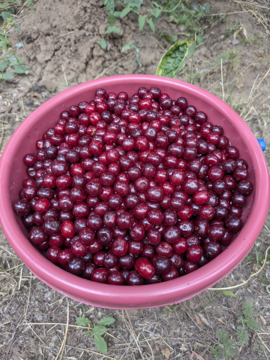 Продам вишню, вишня